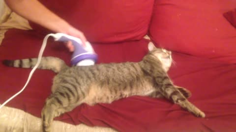 Funny cat massage 😂