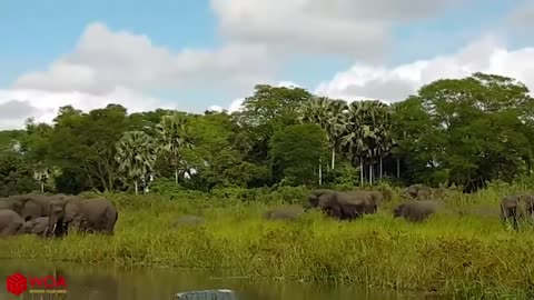 Elephant saves its cub from the crocodile attack.