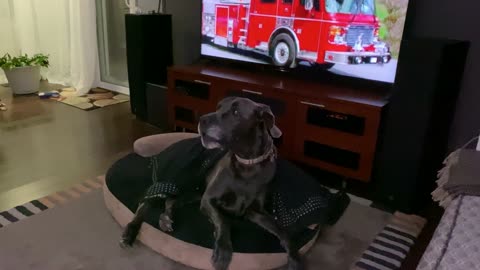 Sleepy Great Dane wakes up to howl at fire truck