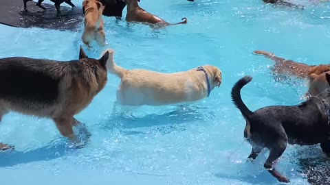 Dogs funny moments swimming in water.