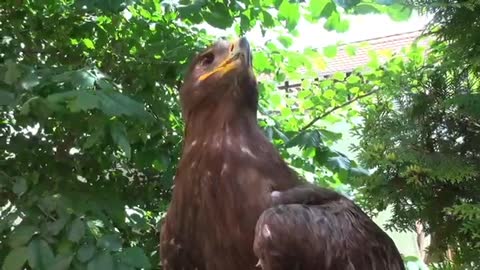 Falcon Bird Was Found sitting in tree
