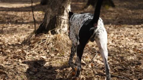 Dalmatian holding a stick