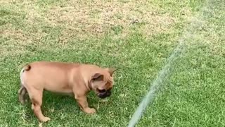 This Frenchie is learning how to play with the sprinkler system