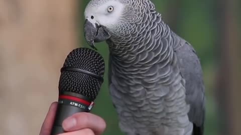 Talking parrot, just amazing!