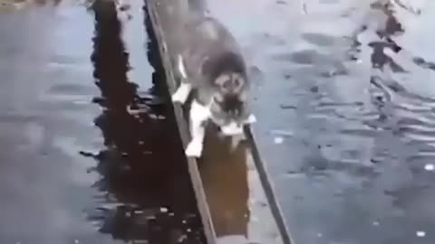 Smart cat learns how to cross a bridge full of water