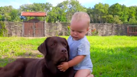 Pure Love! Baby's Sweet Labrador Retriever Hug!