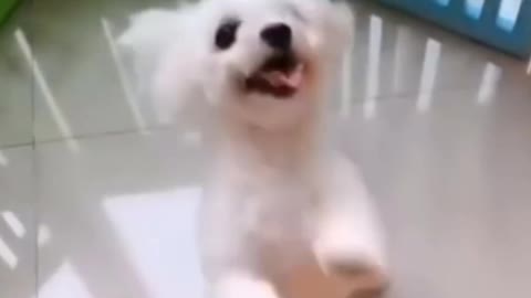 Hilarious Dog like Dancing