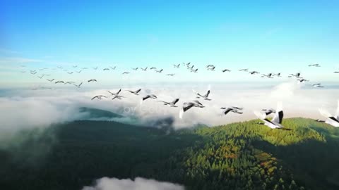 A flock of cranes flying under blue sky, migratory birds, panorama stock video