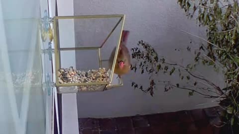 Female Cardinal