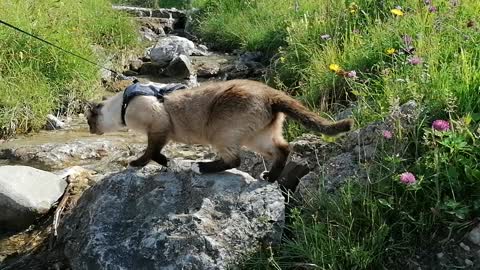 cute cat is afraid with water