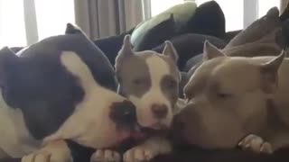 family pitbulls