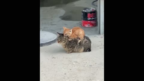 The little cat settled down to rest on his mother