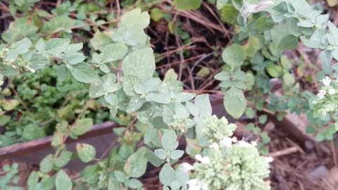 Marjoram - Edible Plant Identification