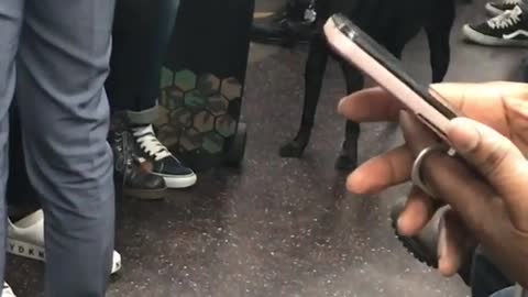 Black dog wears red sunglasses on subway train