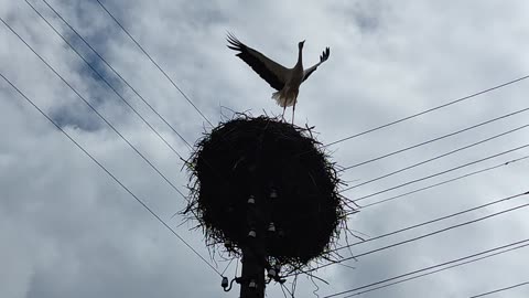 Stork's nest on a power pole