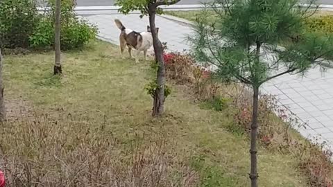 Dog pee on flower pots