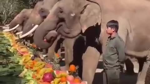 elephant eating food