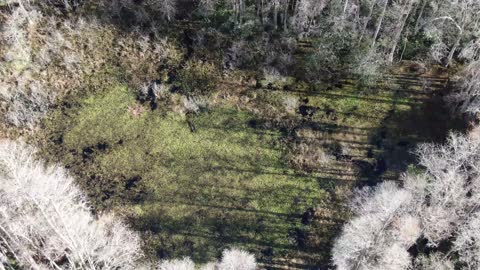 Green Swamp Wildlife - Large Alligator - Withlacoochee River Florida - DJI Mavic 2 Zoom Drone Video