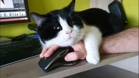 Stubborn cat won't let owner use mouse😻 The kitty is so beautifull😻