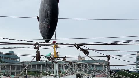 Hanging giant bluefin tuna to the height of dozens of floors