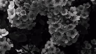 cherry Blossoms shot in Black and White