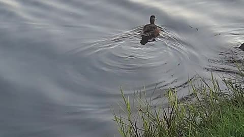 Swimming duck,nature