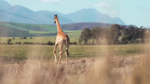 A Giraffe Walking In The Wilderness