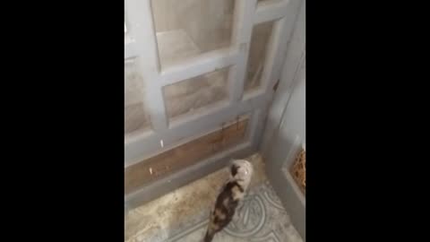 The door turns between the mother and her sons (kittens) watch what will happen!!