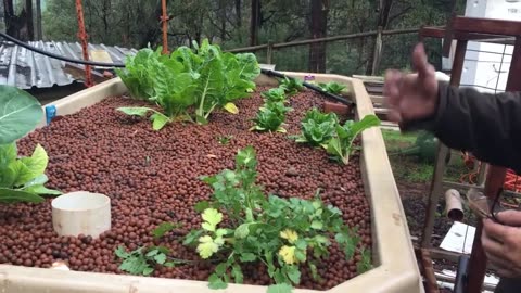 Aquaponic Setup with Beekeeper Noel of Barrabee Honey