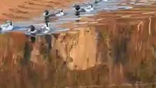 Rouen ducks And Jumbo Pekin Duck