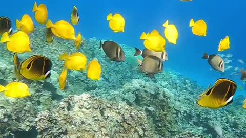 oceanlover#underwater#yellowtang