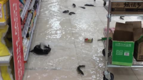 Aquarium Breaks In Supermarket, Flooding The Aisles With Fish