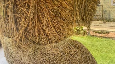 Largest Twine Ball made by one man in Darwin, MN