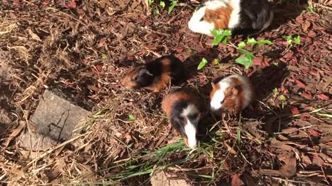 Guinea Pig eating food #shorts #rumble #PetsTv