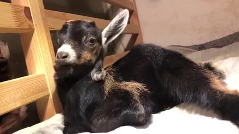 baby goat yawning very cute