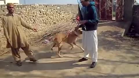 Amazing powerful bully dog in Pakistan