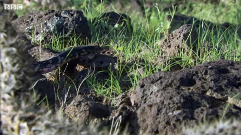 Lizard Fends Off Predators To Protect Her Eggs | Life | BBC Earth
