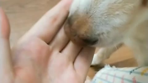 korean jindo dog licks my hand