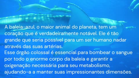 "O Coração Gigante da Baleia-Azul: Mistérios do Maior Animal do Planeta Revelados"