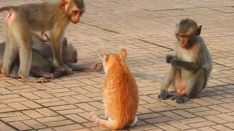 Monkey_vs_dog_real_fight_I _funny_dog_vs_monkey_video_l_funny_video_l_comedy_videos(360)