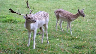 Pair of Fallow Deer And Ayl Eating In Garden