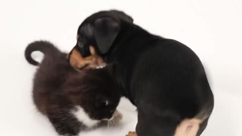 Kittens Meet Puppies For The First Time(1080P_HD)