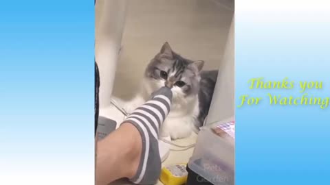 Funniest cat smelling stinky socks