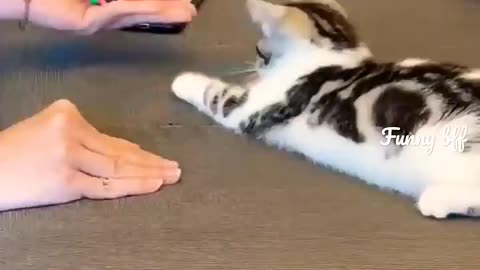 🥰cute funny #cat || funny animals #shorts