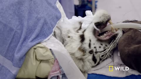 In the Operating Room: A While Bengal Tiger Emergency (Full Episode) | Animal ER