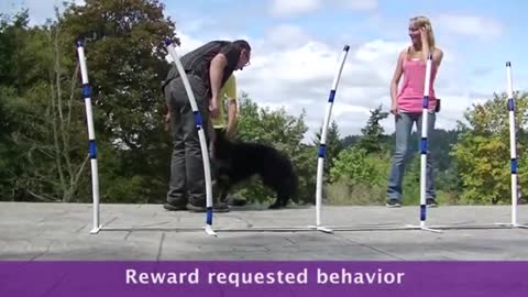 Positive Reinforcement of Dog Training Basics