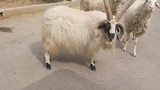 Four-horned goat
