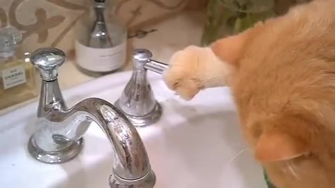 Funny and Cute Cats Videos #288