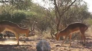 South African Impala Rams Sparring and Jousting at Water Hole