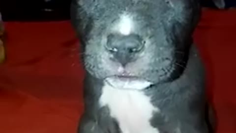 Cute Moments of Pitbull Puppy